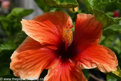 hibiscus-norman-lee-