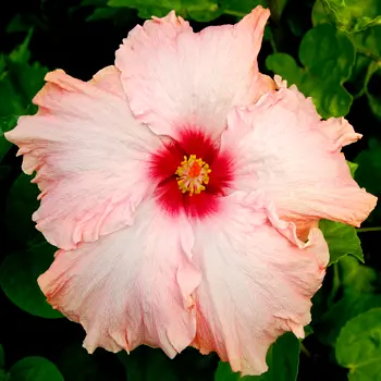 hibiscus-peach-blush-