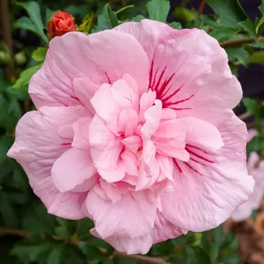 hibiscus-pink-chiffon-