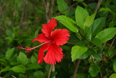 hibiscus-psyche--1