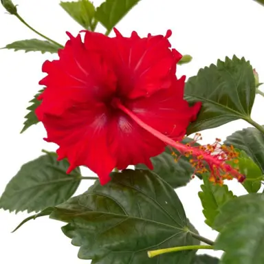 hibiscus-psyche-