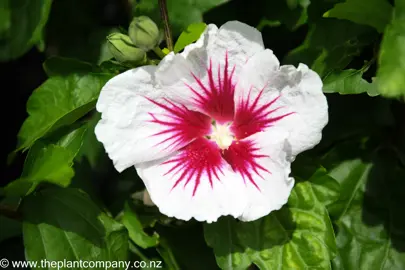 hibiscus-red-heart--3