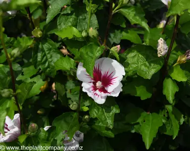 hibiscus-red-heart--4