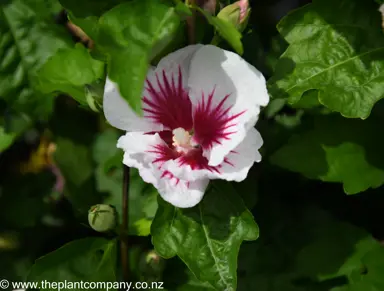 hibiscus-red-heart--5