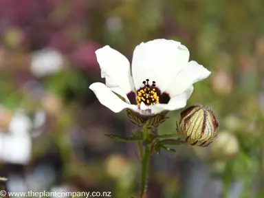 hibiscus-richardsonii--2