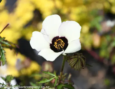 hibiscus-richardsonii--3