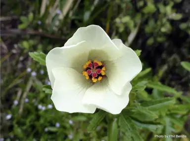 hibiscus-richardsonii-