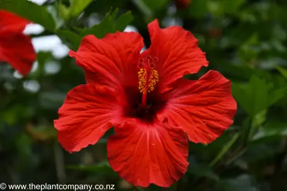A large and beautiful Hibiscus rosa-sinensis red flower.