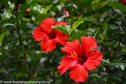 Beautiful Hibiscus rosa-sinensis red flowers amidst green foliage.