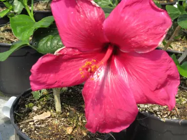 hibiscus-ruby-