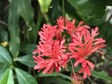 Hibiscus schizopetalus red flower.