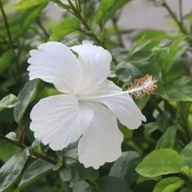 hibiscus-snow-white-