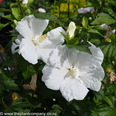 hibiscus-syriacus-snowdrift--2