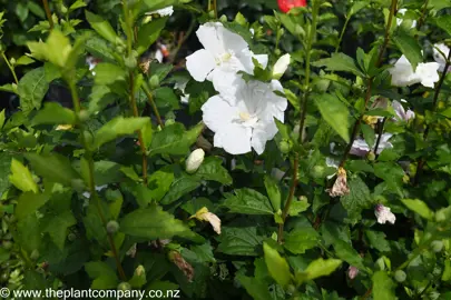 hibiscus-syriacus-snowdrift--3