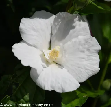 hibiscus-syriacus-snowdrift-