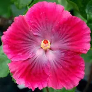 hibiscus-suva-queen-