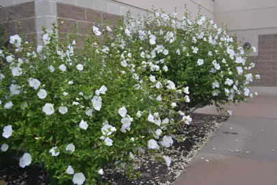 Hibiscus syriacus 'Diana' shrubs with white flowers.