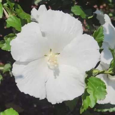 Hibiscus syriacus 'Diana' white flower.