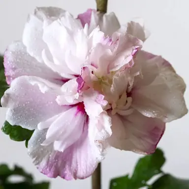 Hibiscus syriacus 'Leopoldii' pink and white flower.