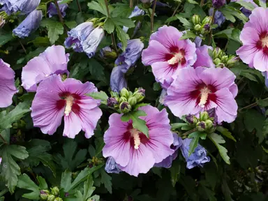 hibiscus-syriacus-