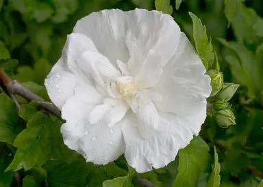hibiscus-white-chiffon-2
