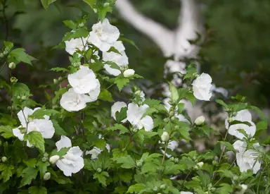 hibiscus-white-chiffon-3