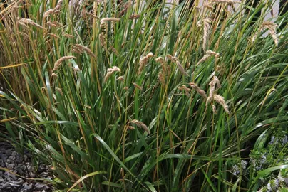 Hierochloe redolens (Sweet-scented Grass) grass with brown seed-heads.