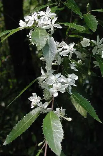 hoheria-angustifolia-2
