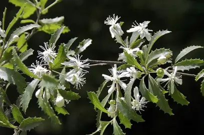 hoheria-angustifolia-5