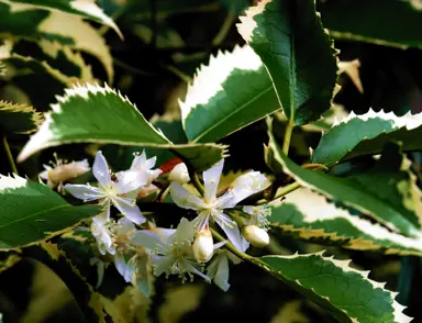 hoheria-alba-variegata-