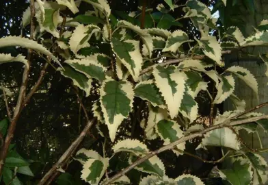 hoheria-alba-variegata-1