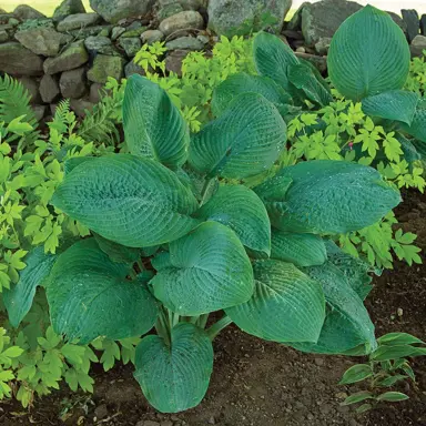 hosta-blue-mammoth-