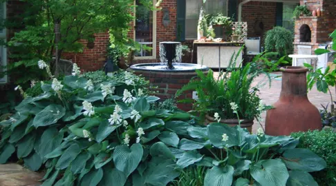 hosta-blue-mammoth-5