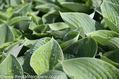 hosta-blue-mammoth-6