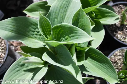 hosta-blue-mammoth-7