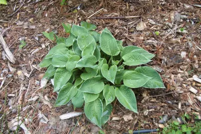 hosta-dew-drop-1