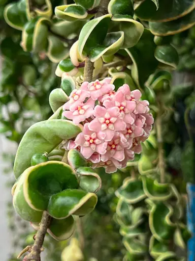 Hoya compacta 'variegata' plant with elegant pink flowers and fleshy, cream and green leaves.