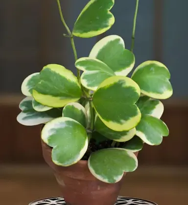 Hoya kerrii Variegated plant with heart-shaped, cream and green leaves.