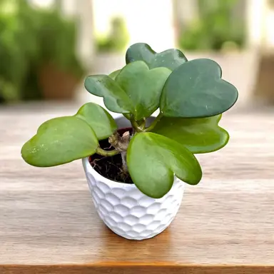 Hoya kerrii plant in a pot with fleshy, heart-shaped leaves.