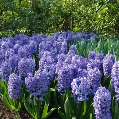 hyacinth-delft-blue-2