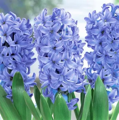 hyacinth-delft-blue-3
