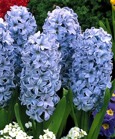 hyacinth-delft-blue-5