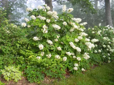 hydrangea-quercifolia-alice-