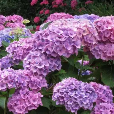 hydrangea-alpen-gluten-