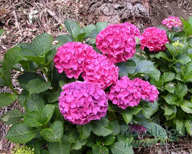 hydrangea-alpengluhen-