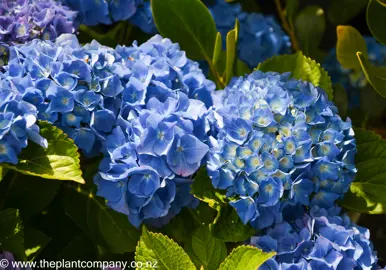 hydrangea-altona--1