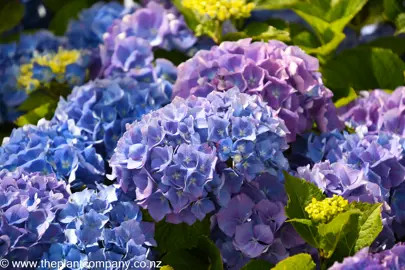 hydrangea-altona--2