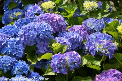 hydrangea-altona--3