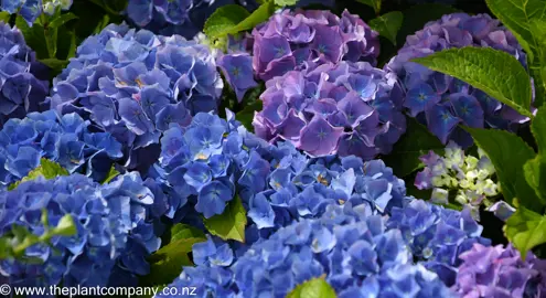 hydrangea-altona--4