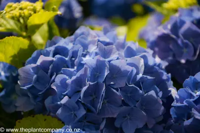 hydrangea-altona-